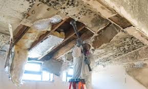 Best Residential Mold Inspection & Testing  in Mccamey, TX